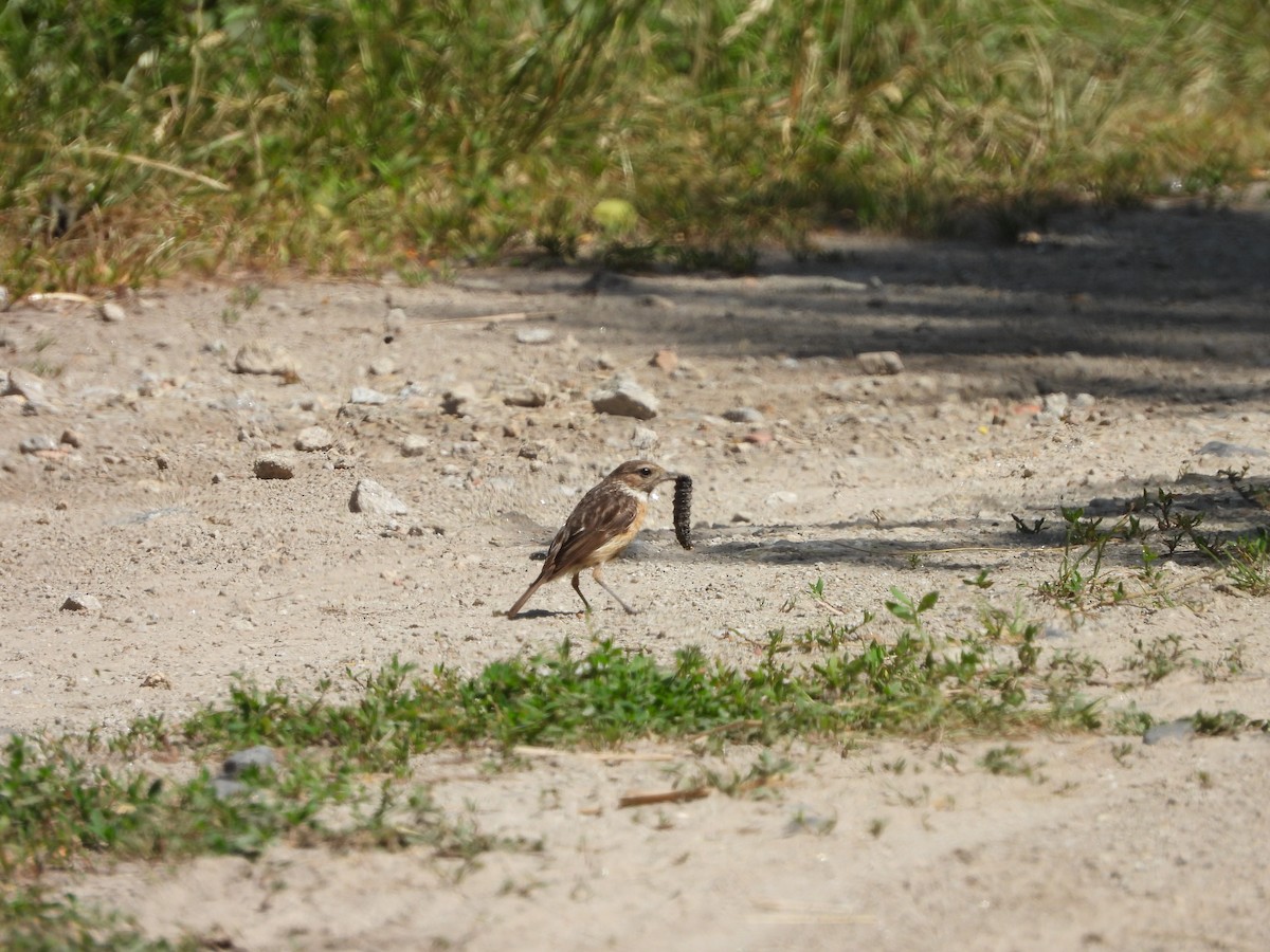 Braunkehlchen - ML620609636