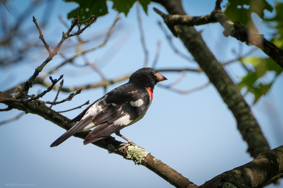 Rose-breasted Grosbeak - ML620609637