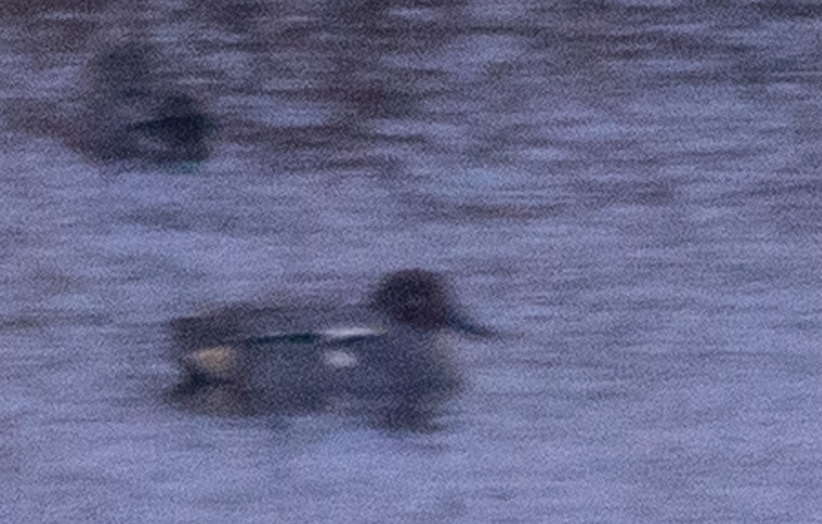 Green-winged Teal (Eurasian) - Kai Frueh