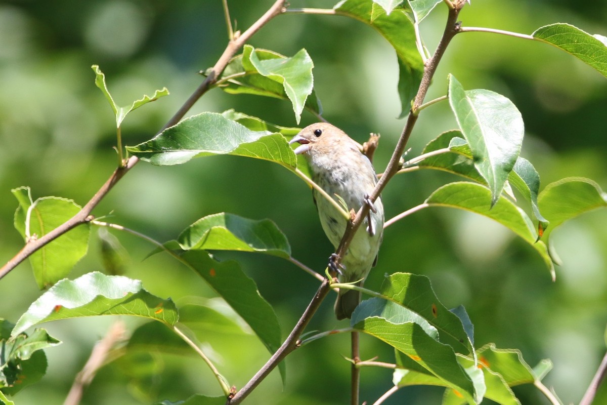 Indigo Bunting - ML620609648