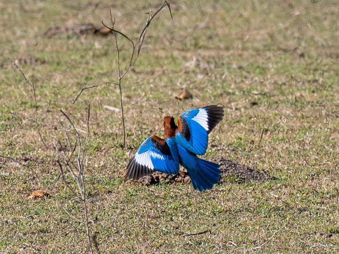 White-throated Kingfisher - Kevin McAuliffe