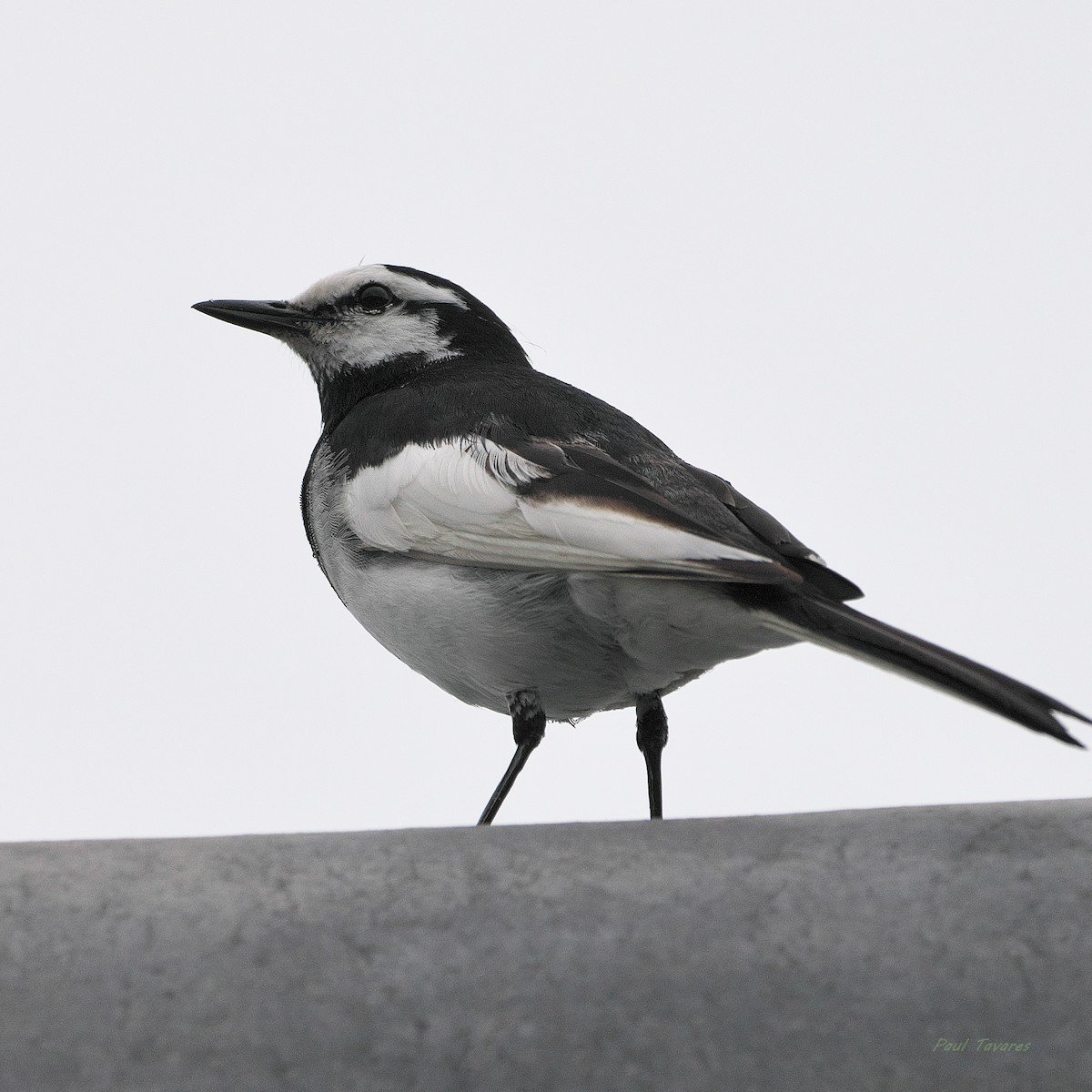 White Wagtail - ML620609657