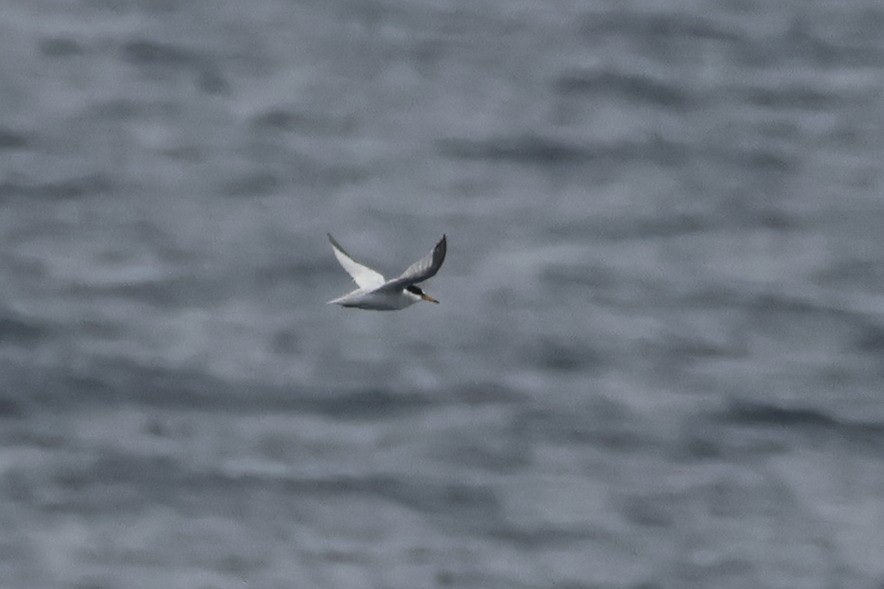 Little Tern - ML620609661