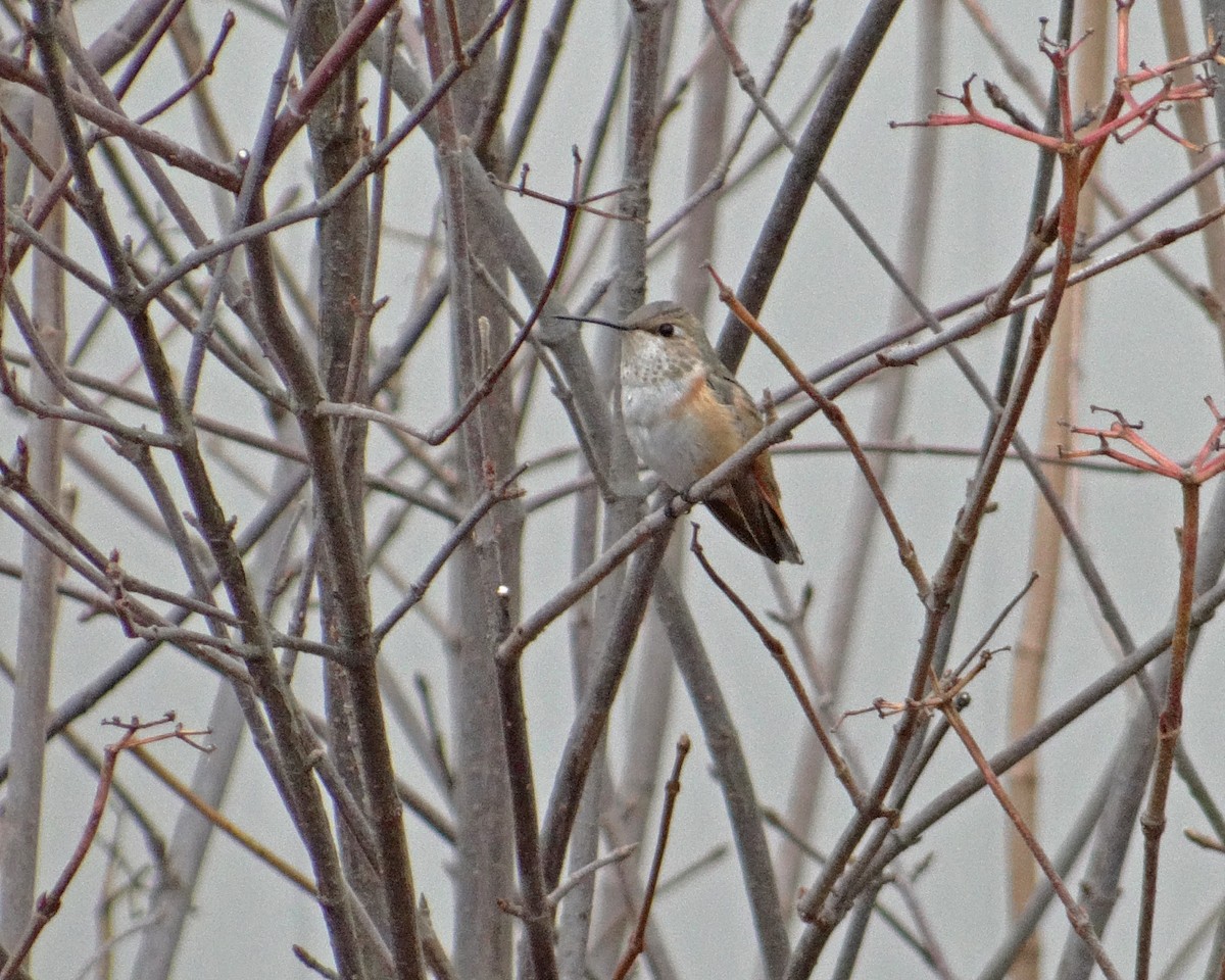 Rufous Hummingbird - ML620609663