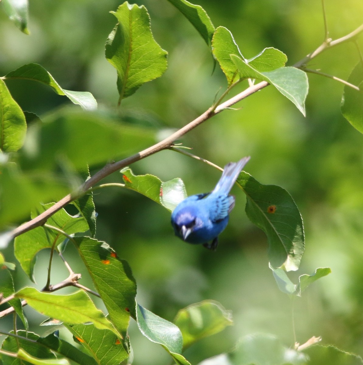 Indigo Bunting - ML620609665