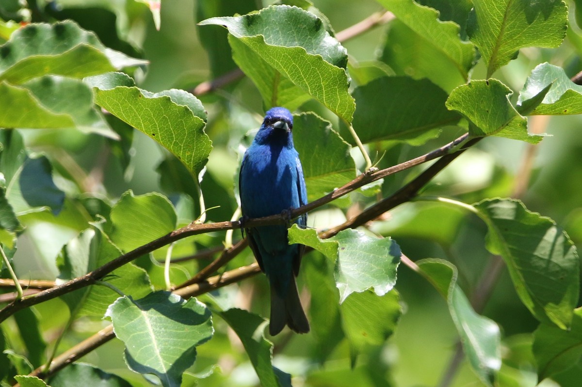 Indigo Bunting - ML620609667