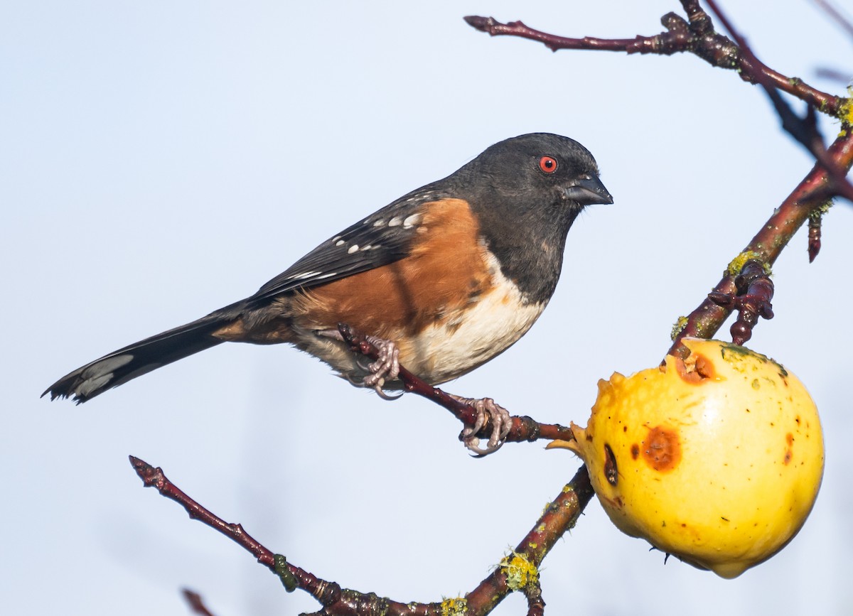 Spotted Towhee - ML620609669