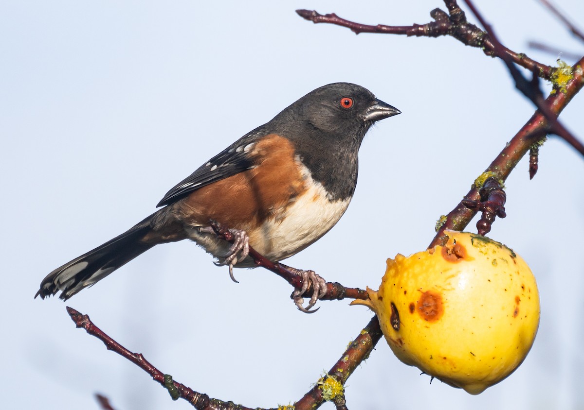 Spotted Towhee - ML620609670