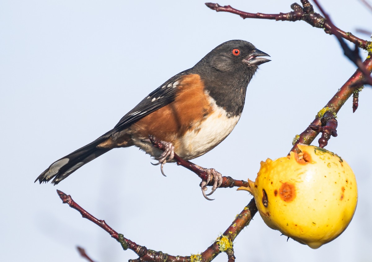 Spotted Towhee - ML620609671
