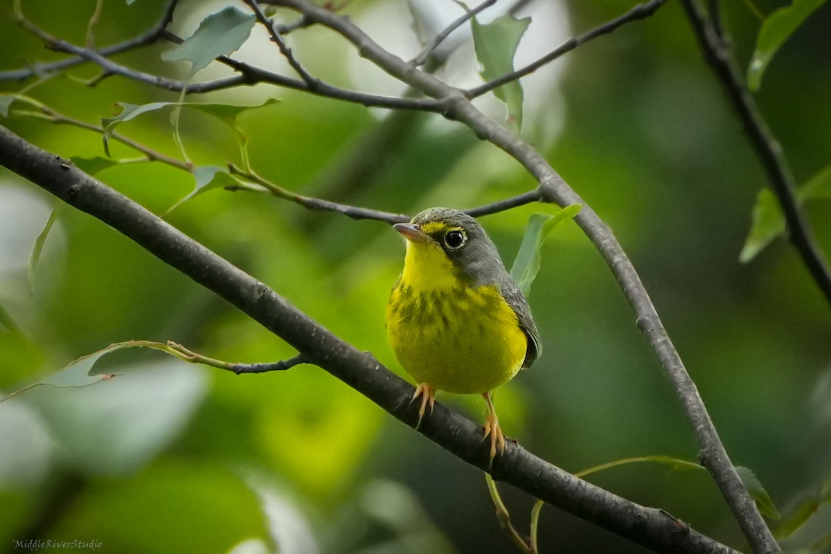 Canada Warbler - ML620609672