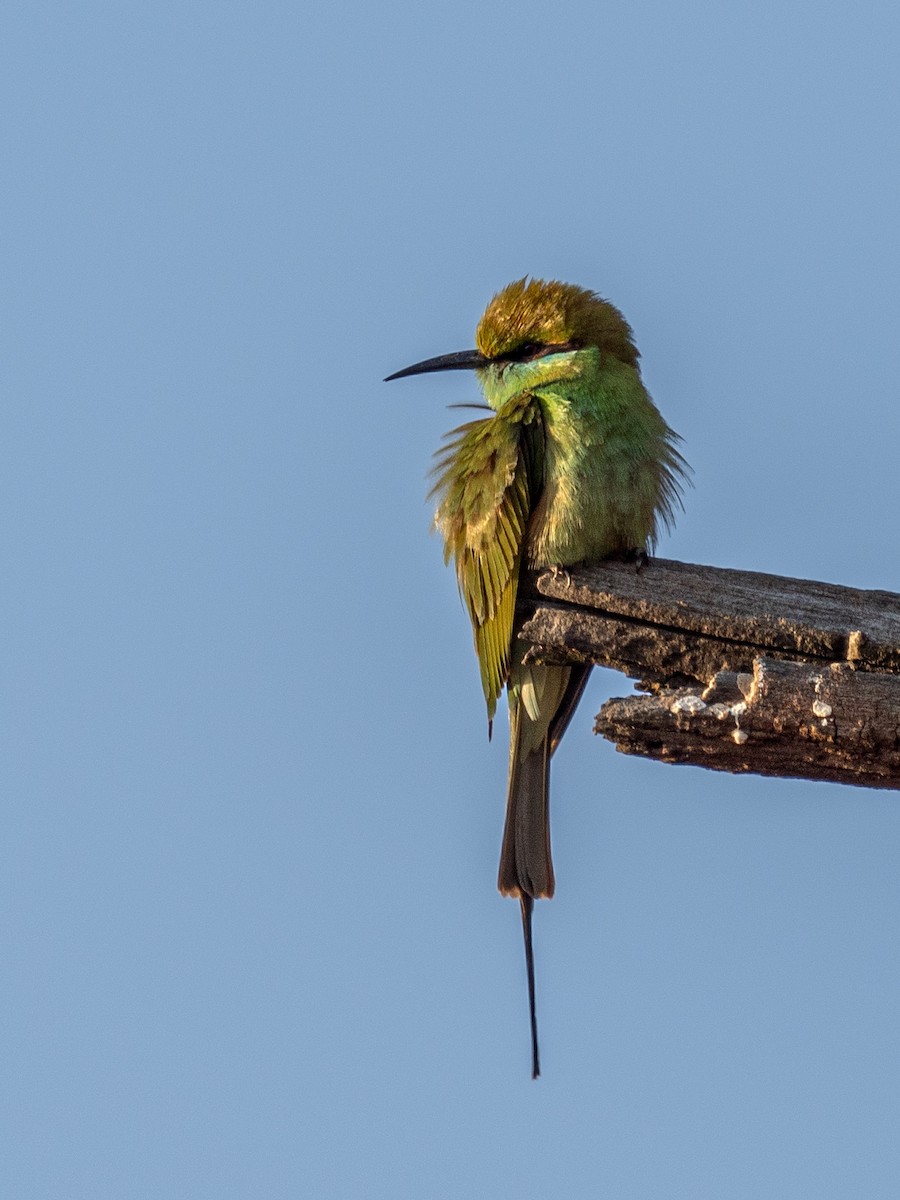 Asian Green Bee-eater - ML620609677