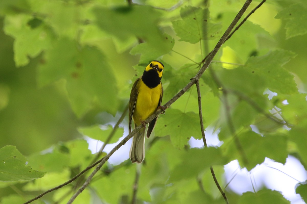 Hooded Warbler - ML620609681