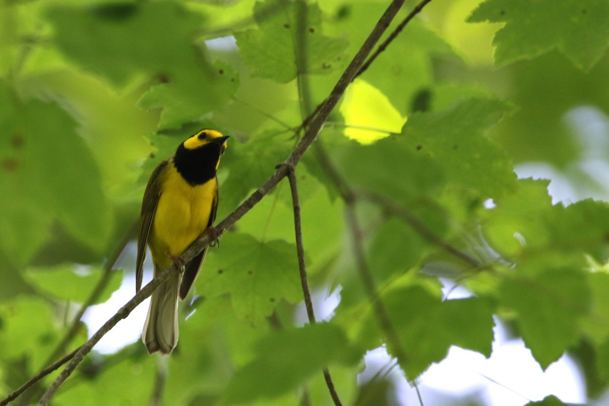 Hooded Warbler - Daniel Lebbin