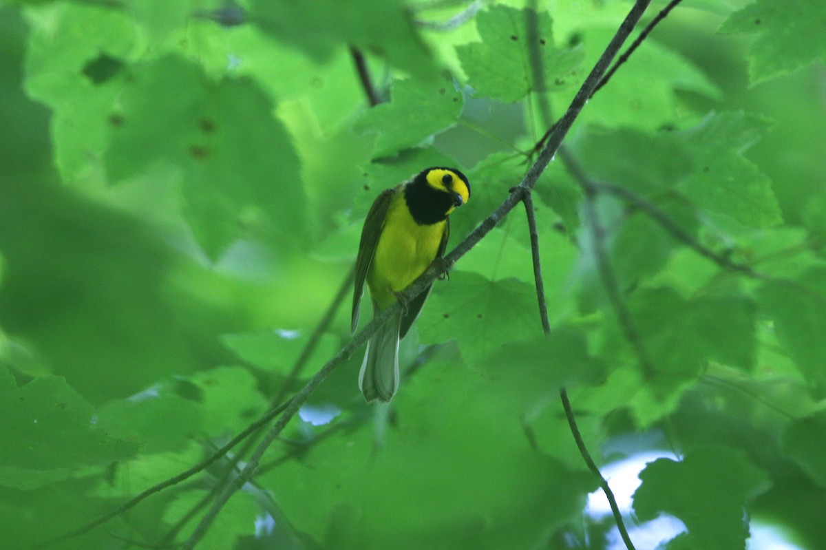 Hooded Warbler - ML620609686