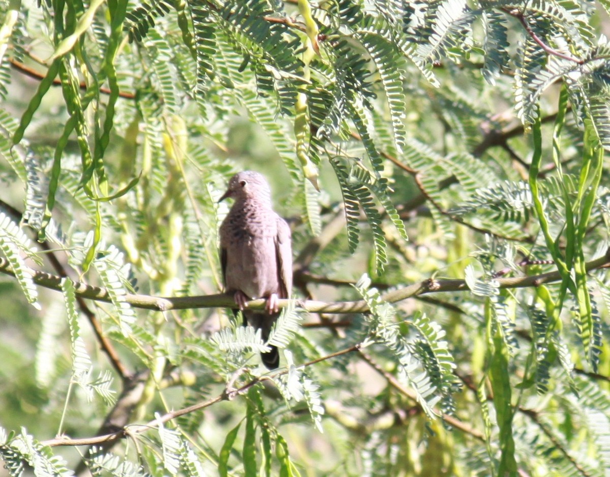 Common Ground Dove - ML620609689