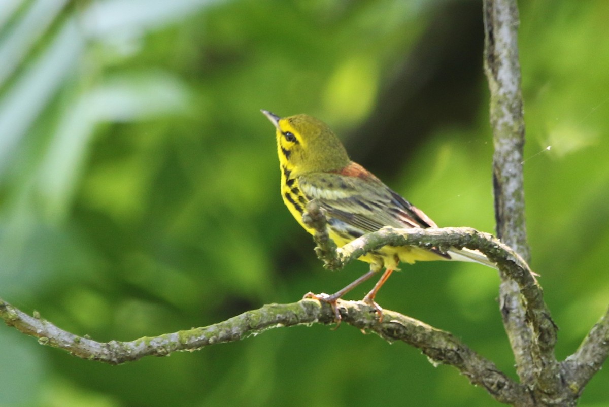 Prairie Warbler - ML620609694