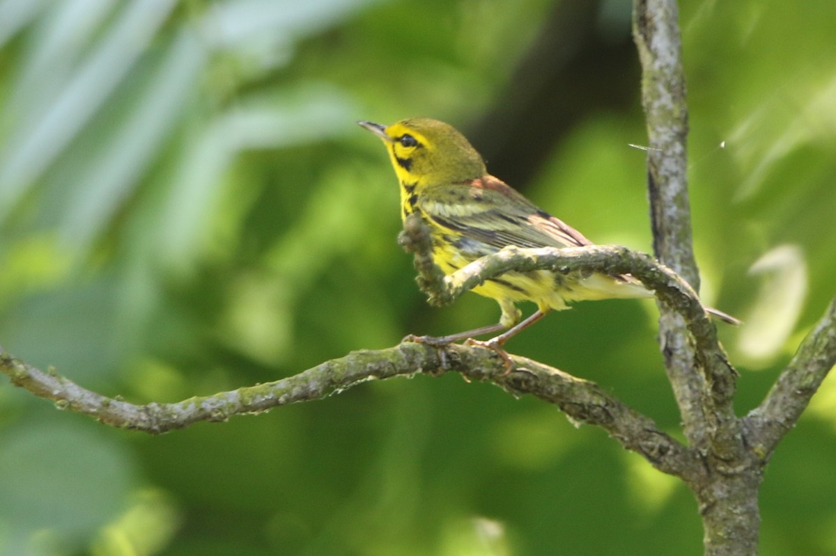 Prairie Warbler - ML620609696