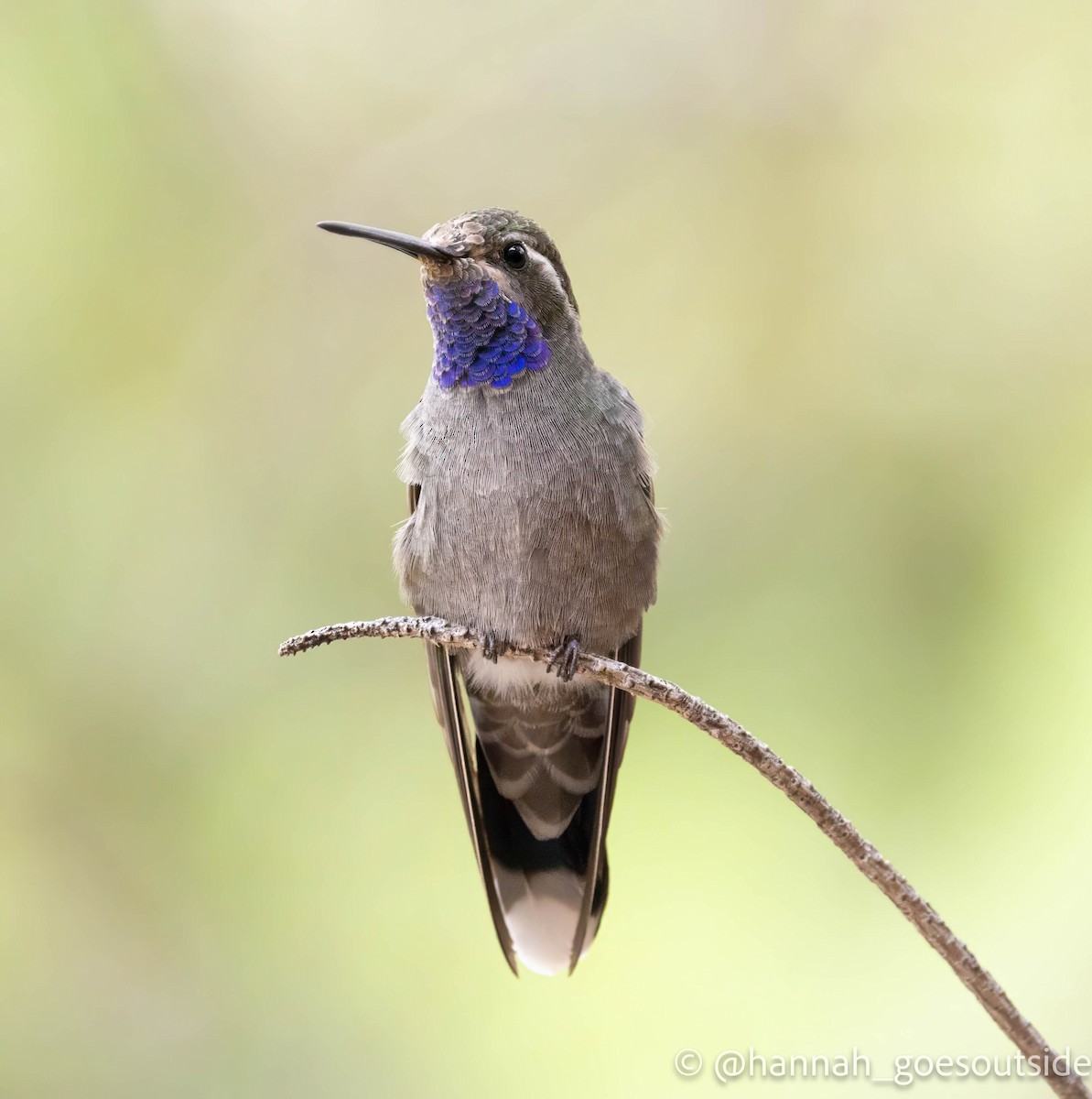 Blue-throated Mountain-gem - ML620609697