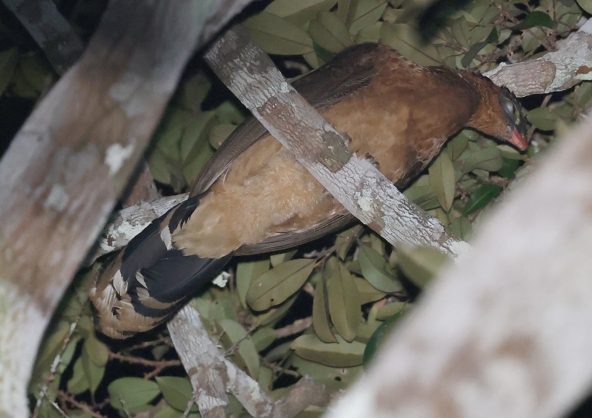 Nocturnal Curassow - ML620609698