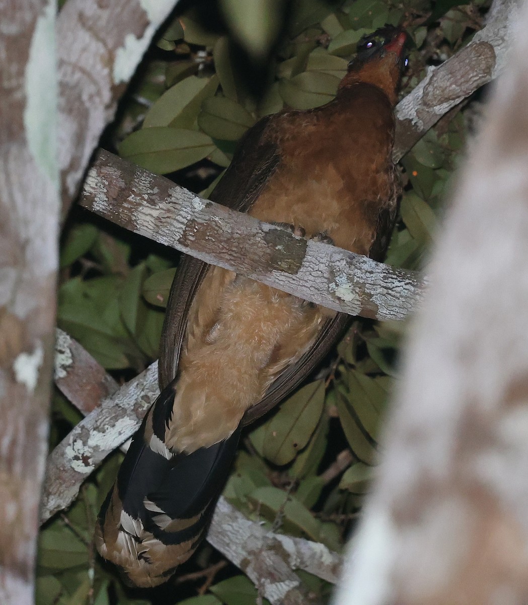 Nocturnal Curassow - ML620609699