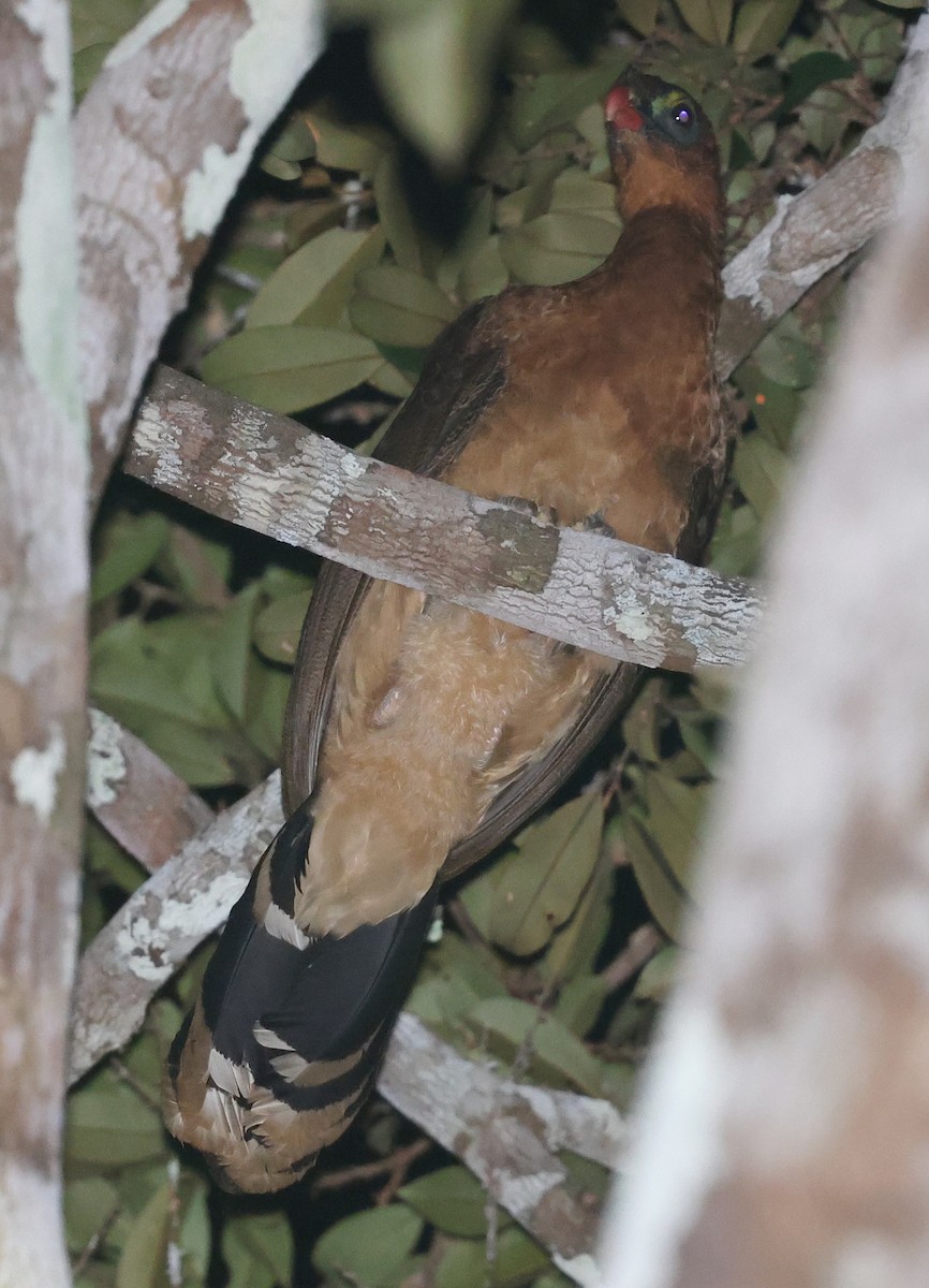 カンムリホウカンチョウ - ML620609700