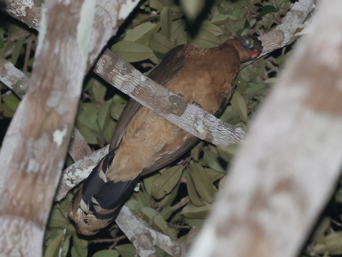 Nocturnal Curassow - ML620609701