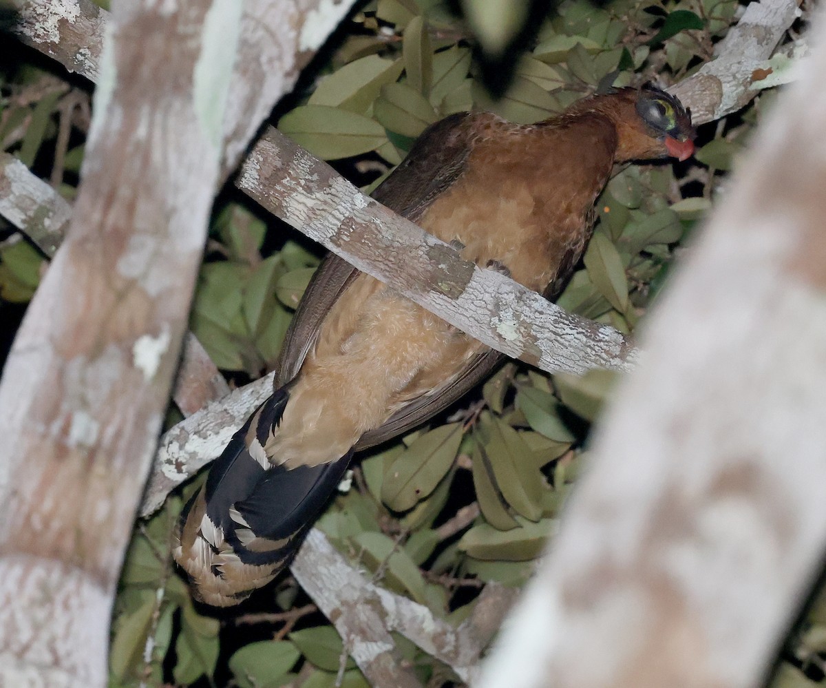 カンムリホウカンチョウ - ML620609702