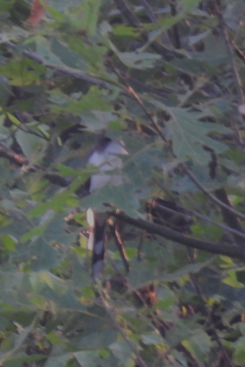 Yellow-billed Cuckoo - ML620609705