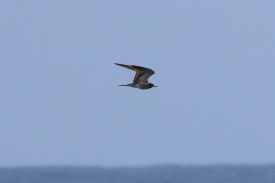 Brown Noddy - ML620609712