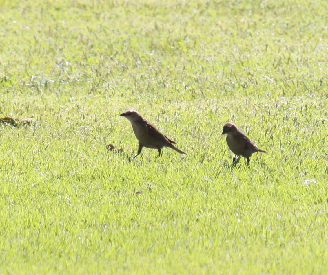 Brown-headed Cowbird - ML620609713