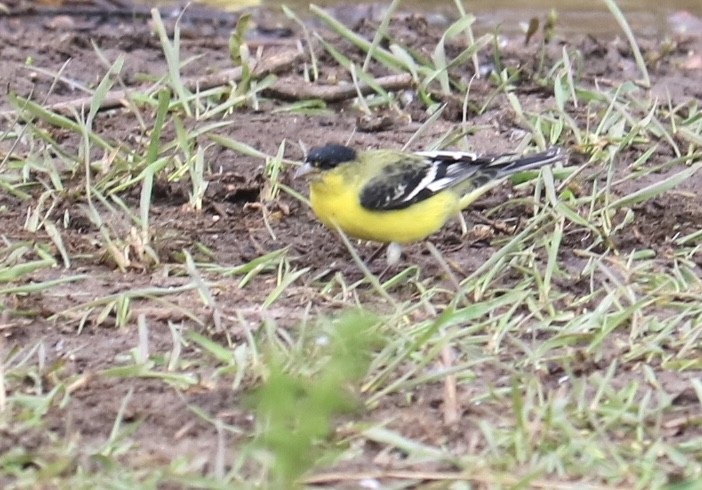 Lesser Goldfinch - ML620609722