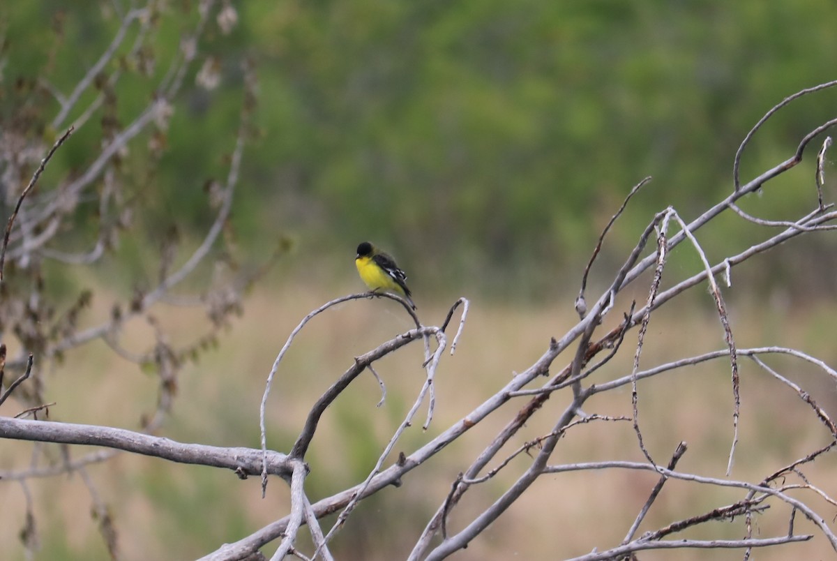 Lesser Goldfinch - ML620609723