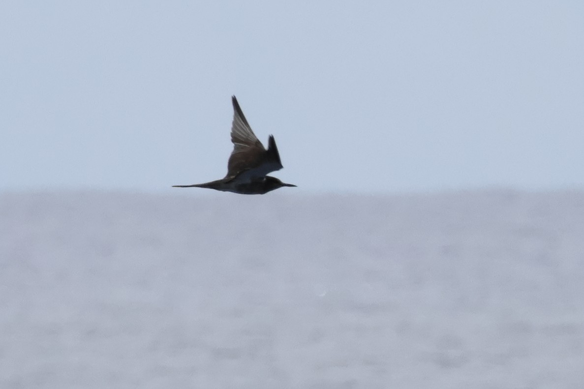 Brown Noddy - ML620609726