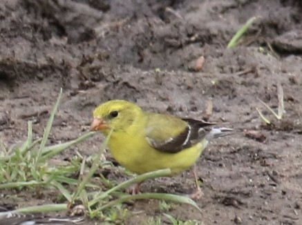 American Goldfinch - ML620609731