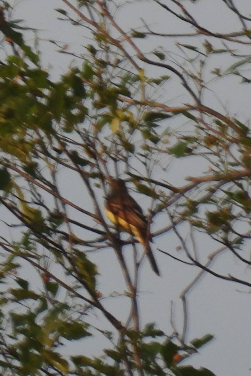 Great Crested Flycatcher - ML620609734