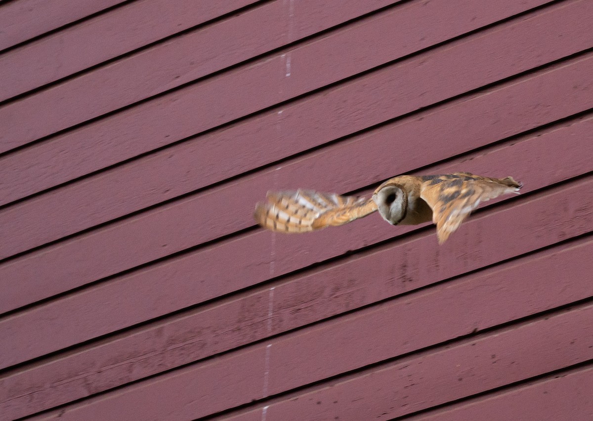 Barn Owl - ML620609738