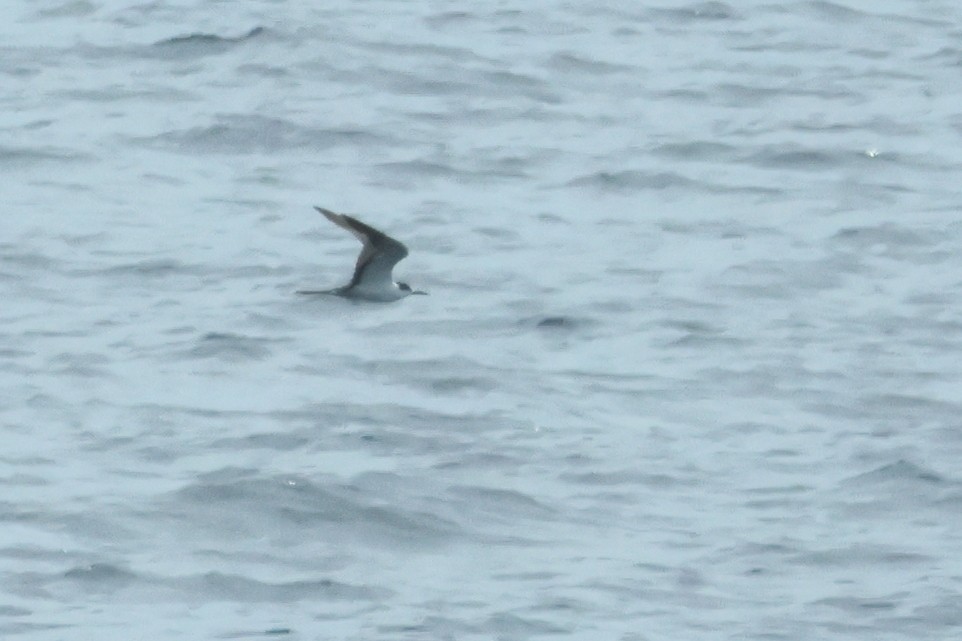 Sooty Tern - ML620609741