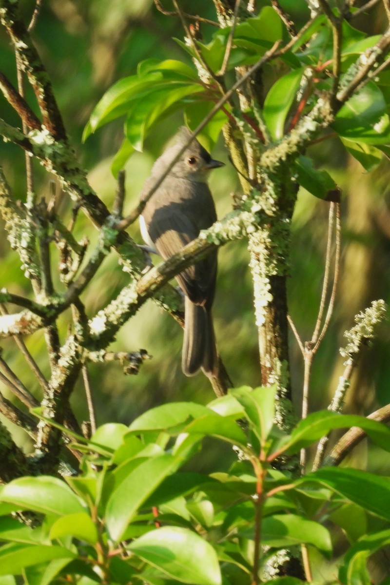 Tufted Titmouse - ML620609742