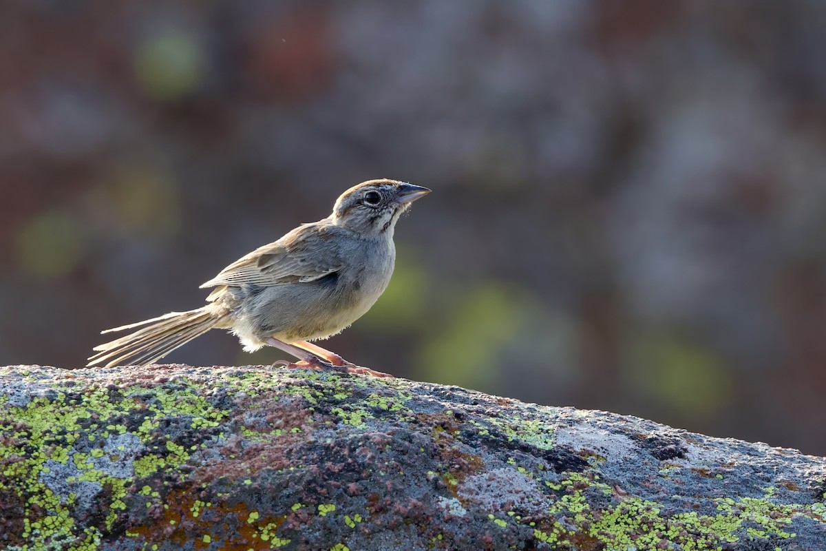 Rufous-crowned Sparrow - ML620609743