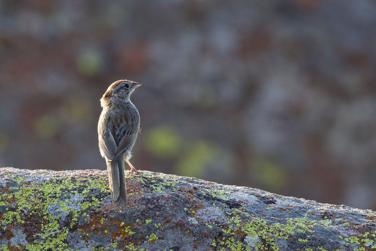 Rufous-crowned Sparrow - ML620609746