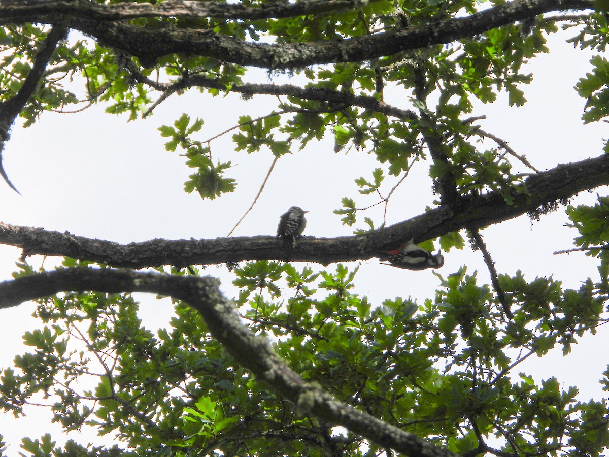 Lesser Spotted Woodpecker - ML620609752