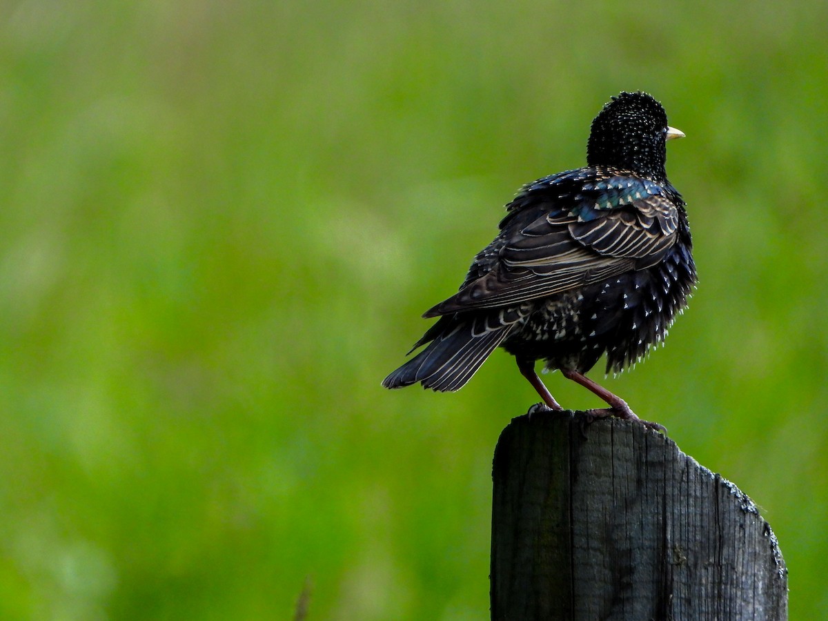 European Starling - ML620609756