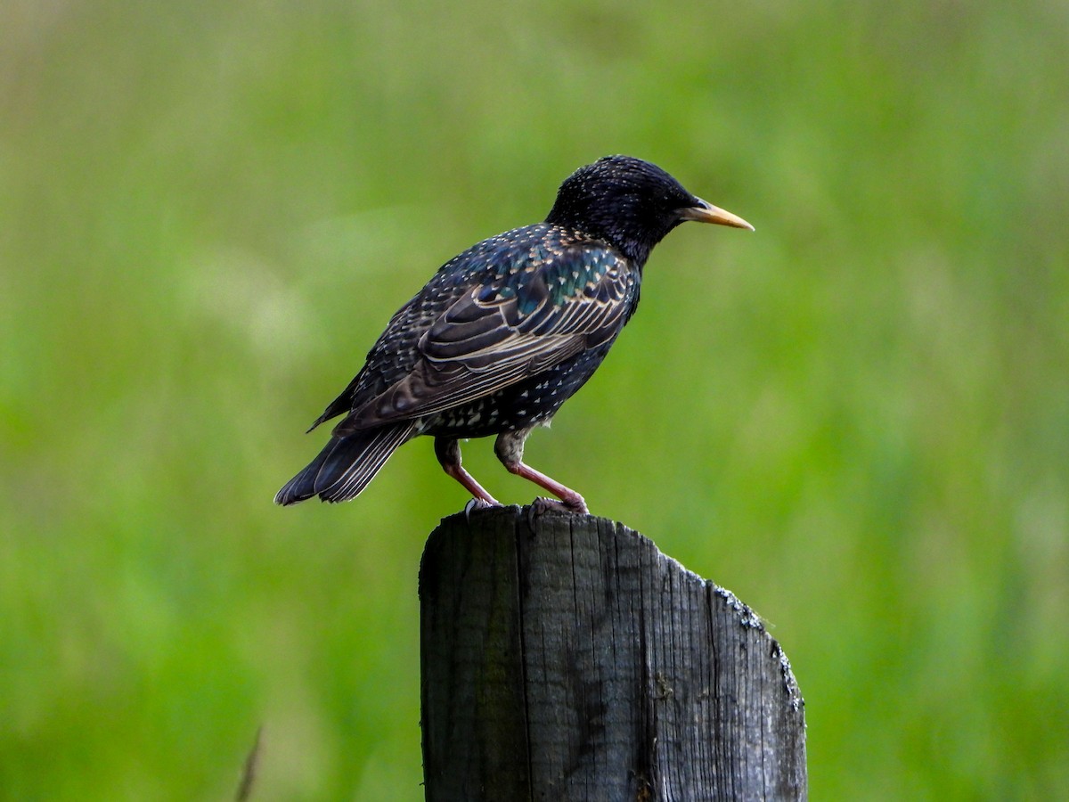 European Starling - ML620609758