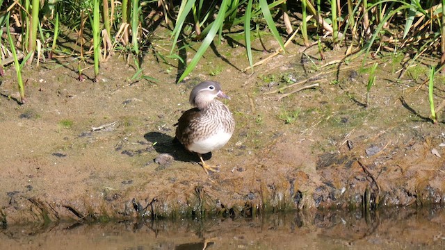 Mandarin Duck - ML620609761