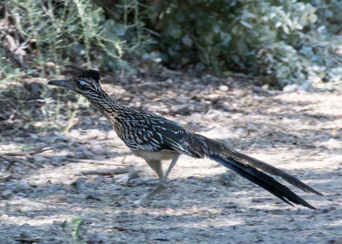 Greater Roadrunner - ML620609764