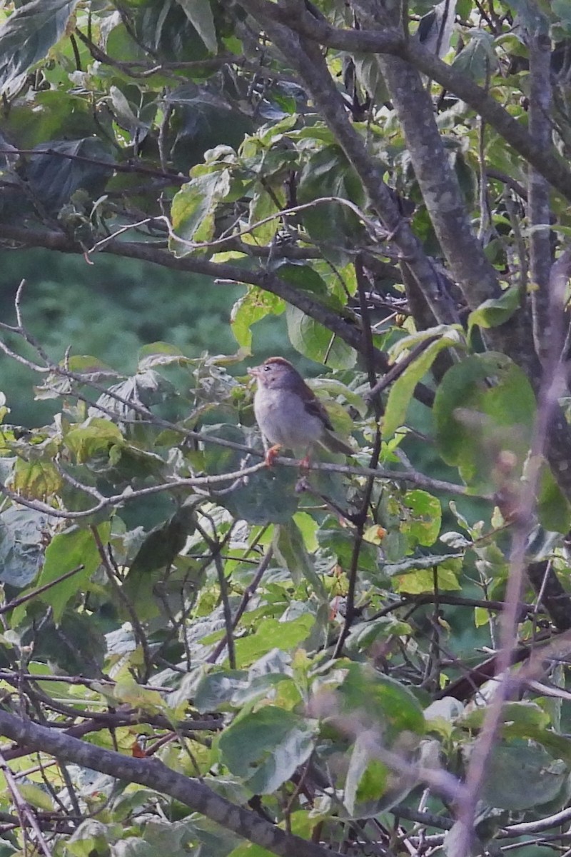 Field Sparrow - ML620609767