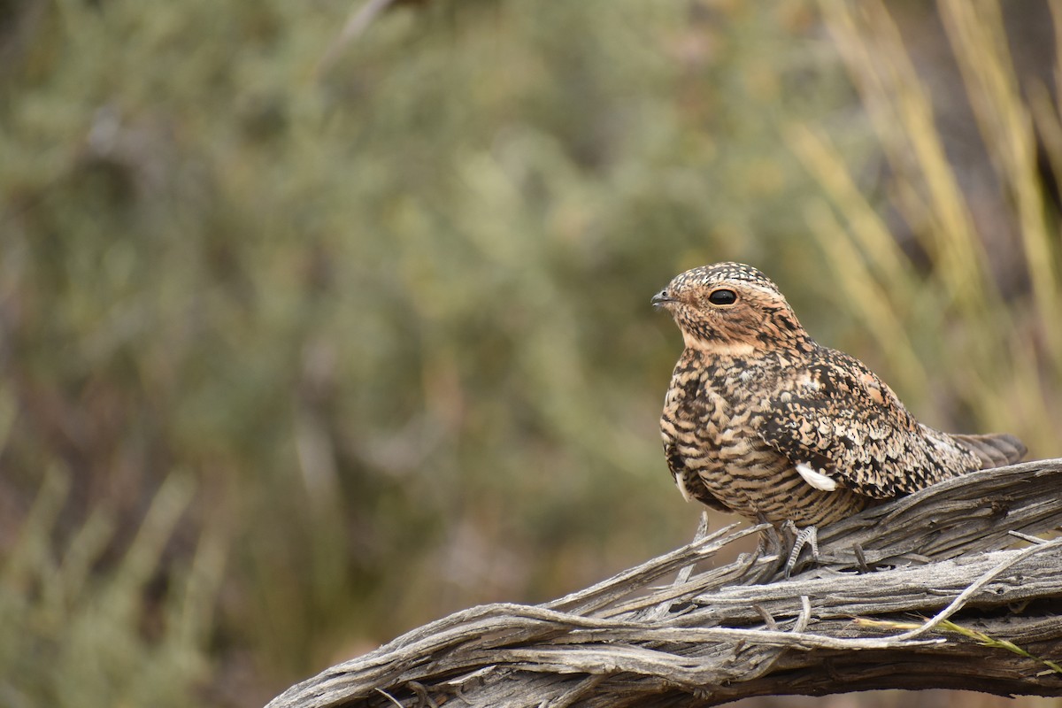 Common Nighthawk - Johnny Stutzman