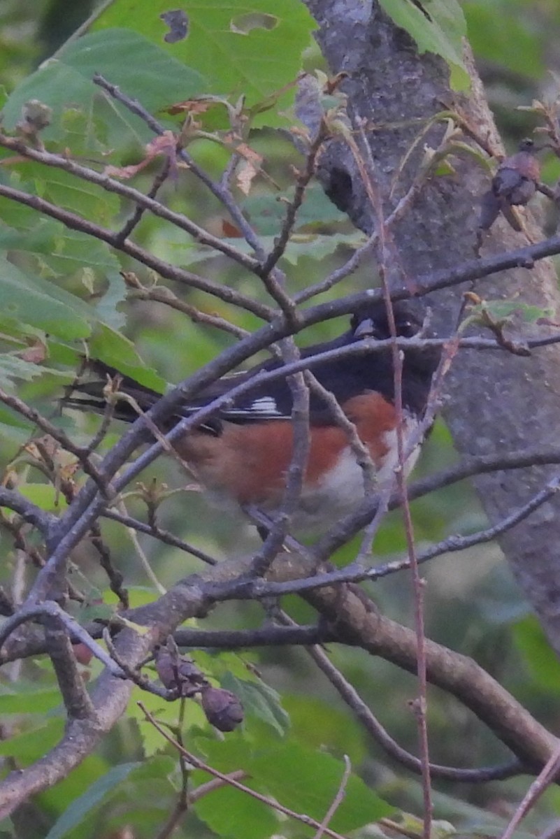 Eastern Towhee - ML620609770