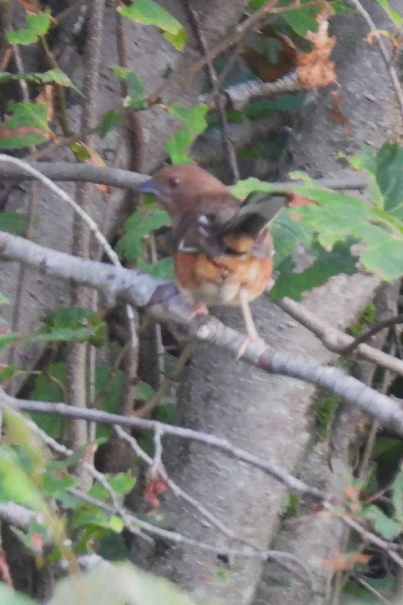 Eastern Towhee - ML620609771