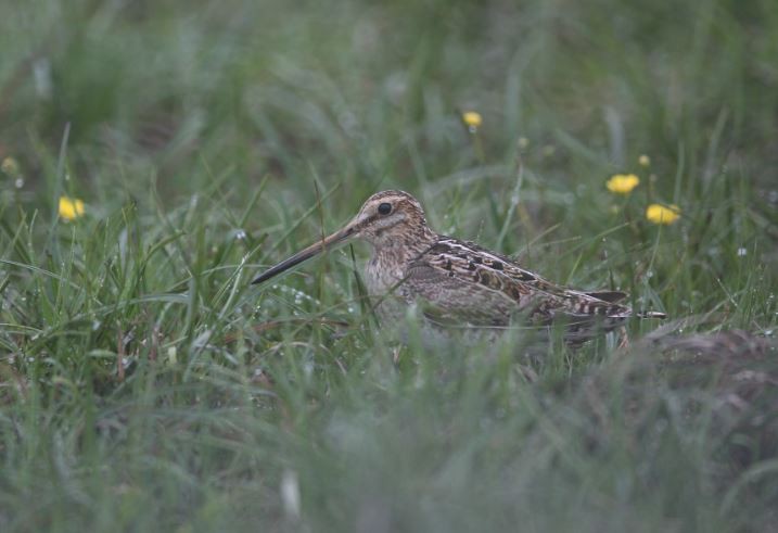 Common Snipe - ML620609772